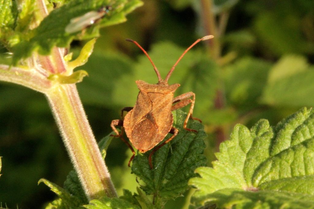 Coreus marginatus?